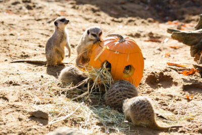 Halloween im Dresdner Zoo