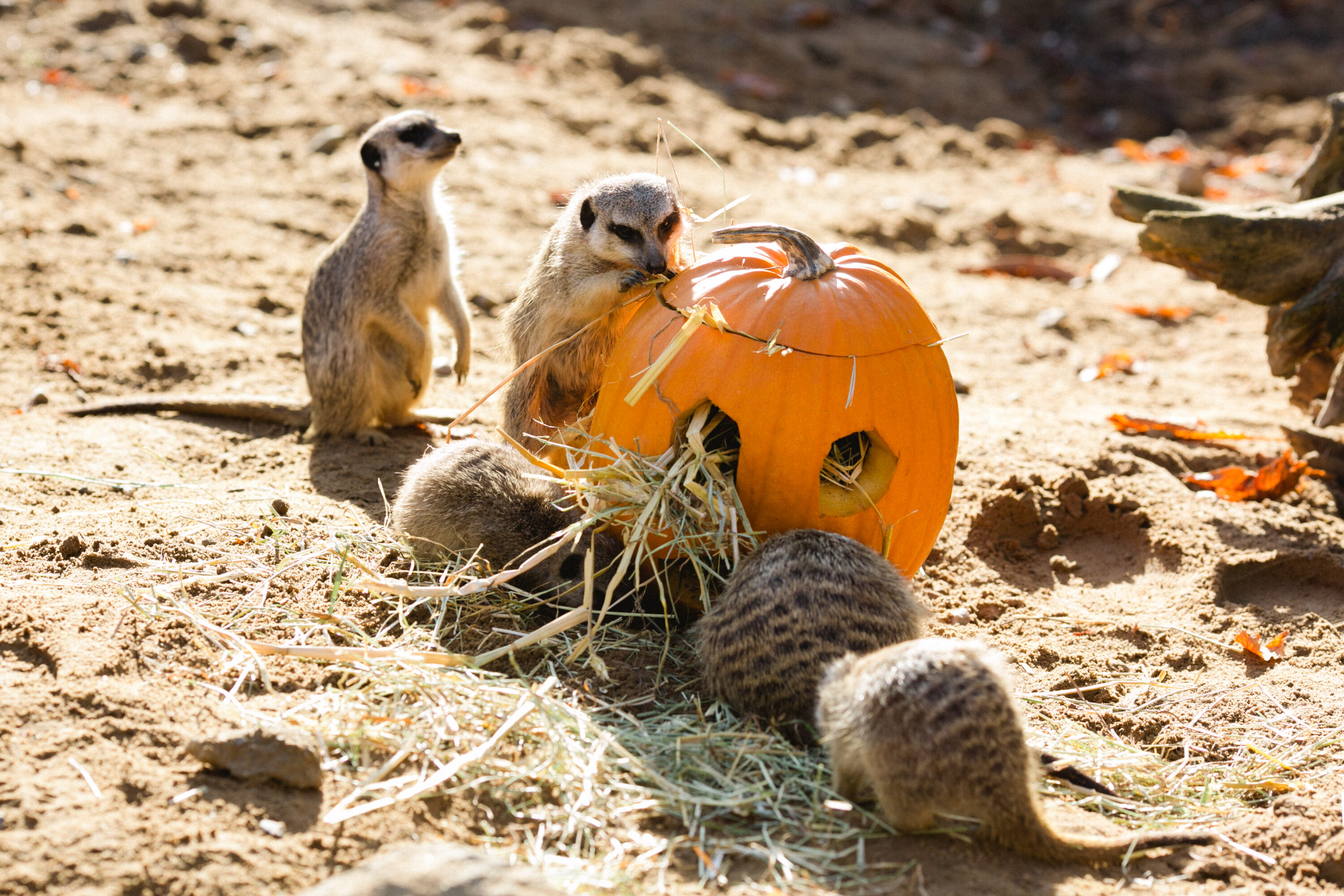 Halloween im Dresdner Zoo