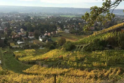 Moderierte Weinbergwanderung mit 4-Weinprobe