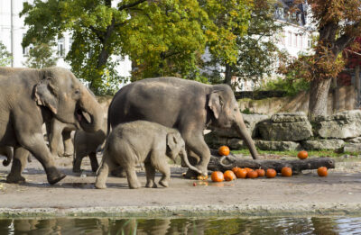 Halloween im Zoo Leipzig