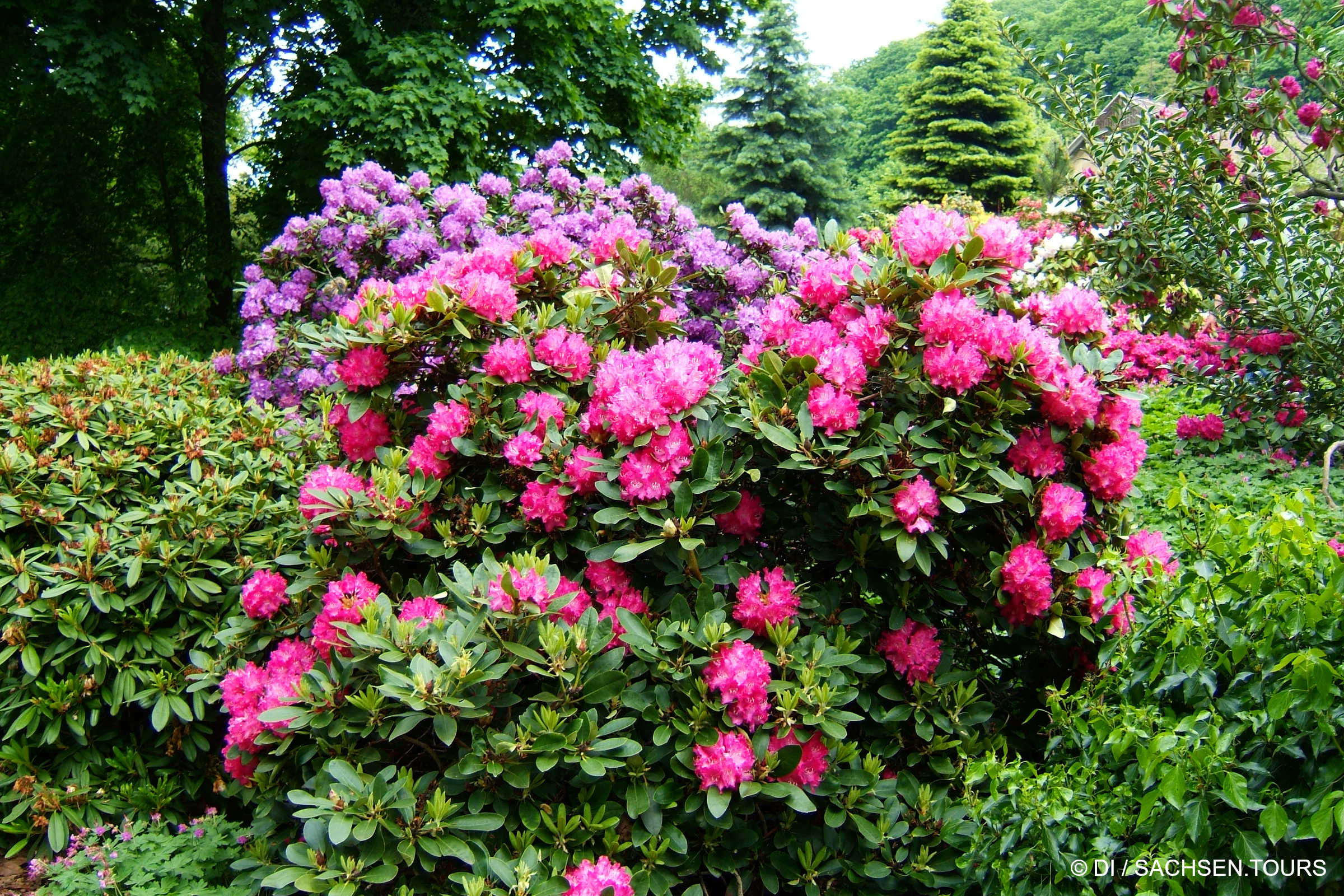 rhododendron duftwolke Rhododendron 'INKARHO® Dufthecke' Rosa kaufen main image 0