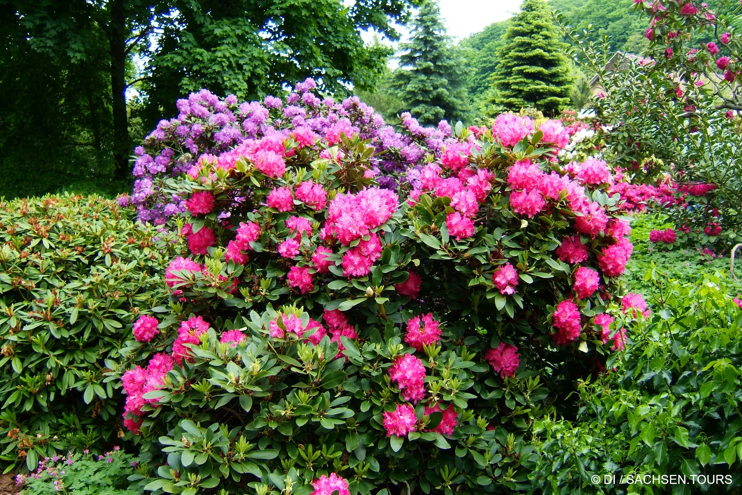 Wachwitz Rhododendronpark