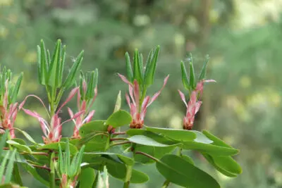 Forstbotanischer Garten Tharandt