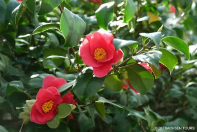 Kamelienblüte in Pillnitz