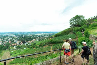 Tage des offenen Weinberges in Radebeul