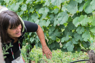 Weinwanderung in der Radebeuler Lößnitz