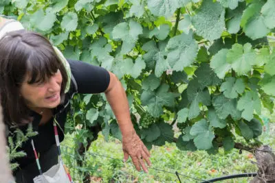 Moderierte Weinwanderung „Weinberge im Verborgenen“, Verprobung von 5 oder 6 Weinen in Radebeul-Zitzschewig