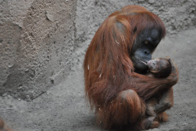 Orang-Utan Nachwuchs