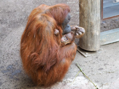 Orang-Utan-Nachwuchs getauft