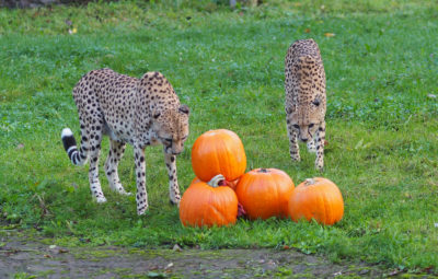 Herbstferien im Zoo Leipzig