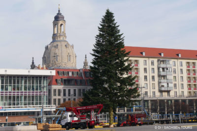 Weihnachtsbaum für den Striezelmarkt