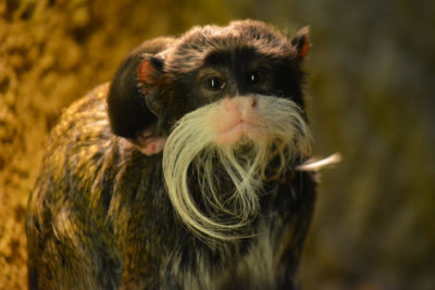 Nachwuchs im Zoo Dresden