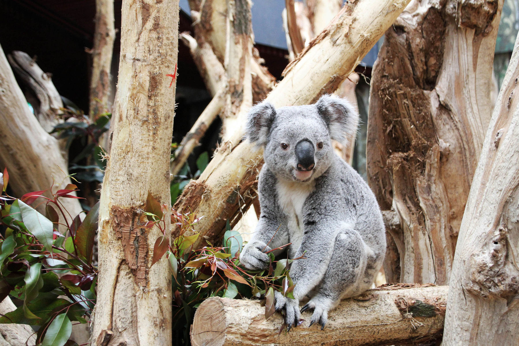 Bester Zoo in Deutschland » SACHSEN.TOURS