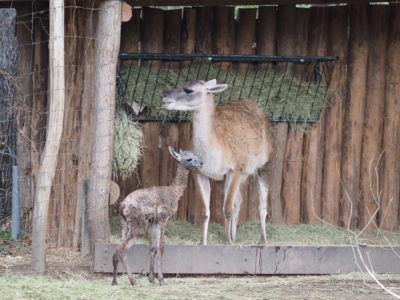 Auf Schlittschuhen durch den Zoo