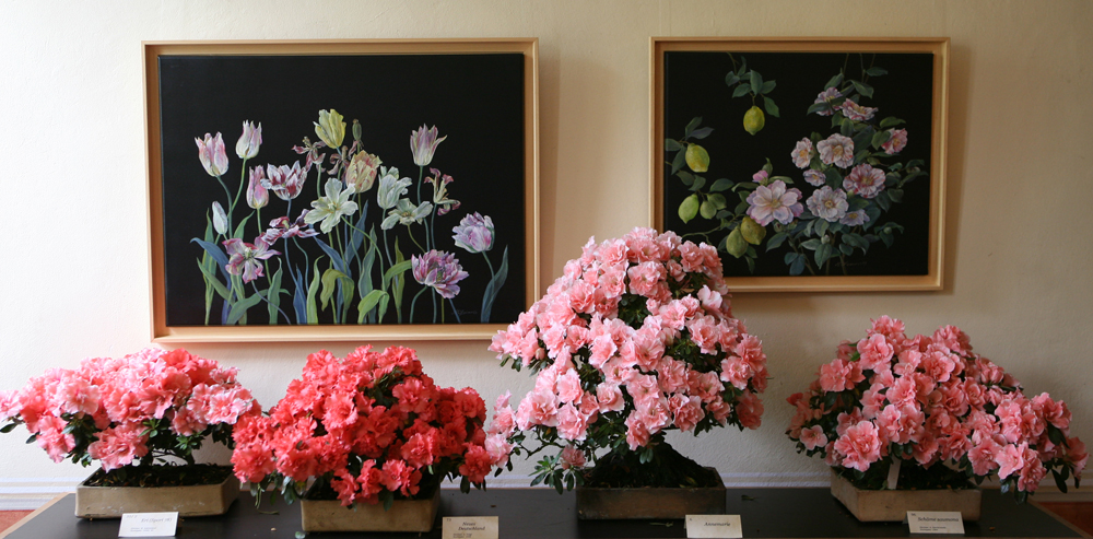 Vier getopfte Azaleen mit rosafarbenen Blüten stehen auf einem Tisch unter zwei gerahmten botanischen Gemälden mit Tulpen und Rosen und bilden eine Azaleenschau vor einer hellen Wand.