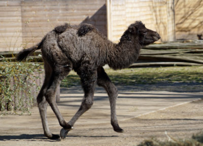 Trampeltier-Nachwuchs im Zoo