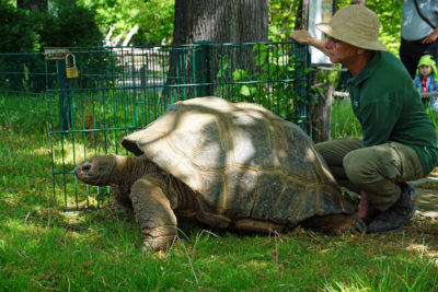 Riesenschildkröten ziehen in das Sommerquartier