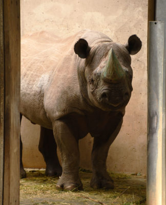 Nashornzugang im Zoo Leipzig