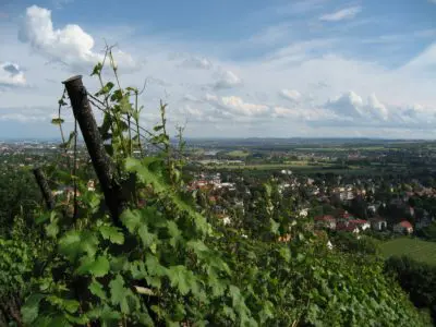 Weinterrassentour mit Weinverkostung