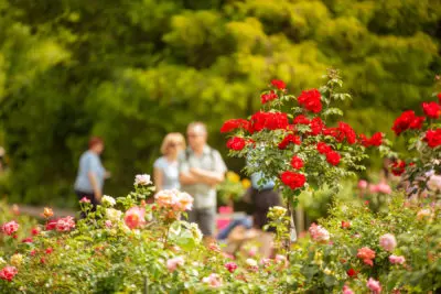 Ostdeutscher Rosengarten Forst