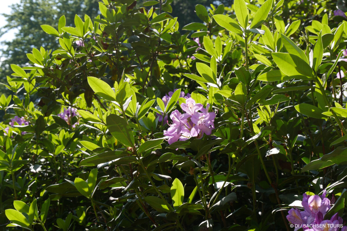 Das Sonnenlicht scheint auf die üppig grünen Blätter und die hellvioletten Blütenbüschel eines Strauches im Kromlauer Park und schafft eine lebhafte und lebendige Gartenszene.