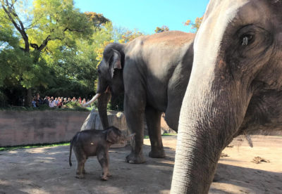 Zoo Leipzig – Elefanten-Quartett