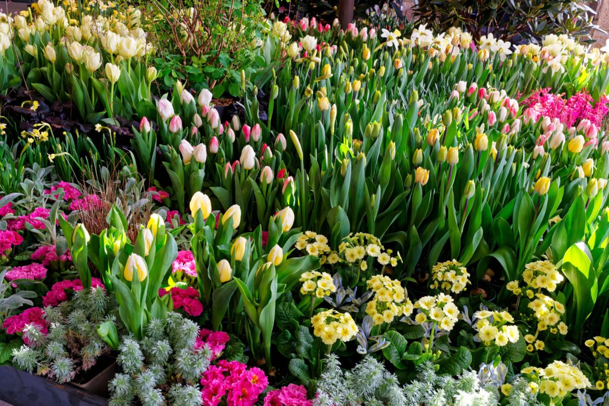 Ein farbenfrohes Gartenbeet mit blühenden gelben und weißen Tulpen, rosa Primeln und grünem Laub fängt den lebendigen Geist des Dresdner Frühlings in einer üppigen Frühlingsszene ein.