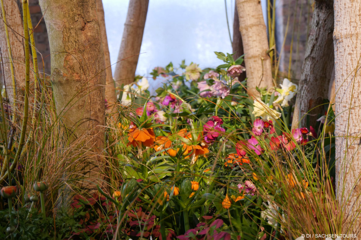Eine lebhafte Gartenszene mit farbenfrohen Blumen, darunter orangefarbene und violette Blüten, erinnert an die Schönheit des Dresdner Frühlings. Hohe Gräser und Baumstämme erheben sich inmitten eines weichen, hellen Hintergrunds, der die üppige, natürliche Umgebung hervorhebt.