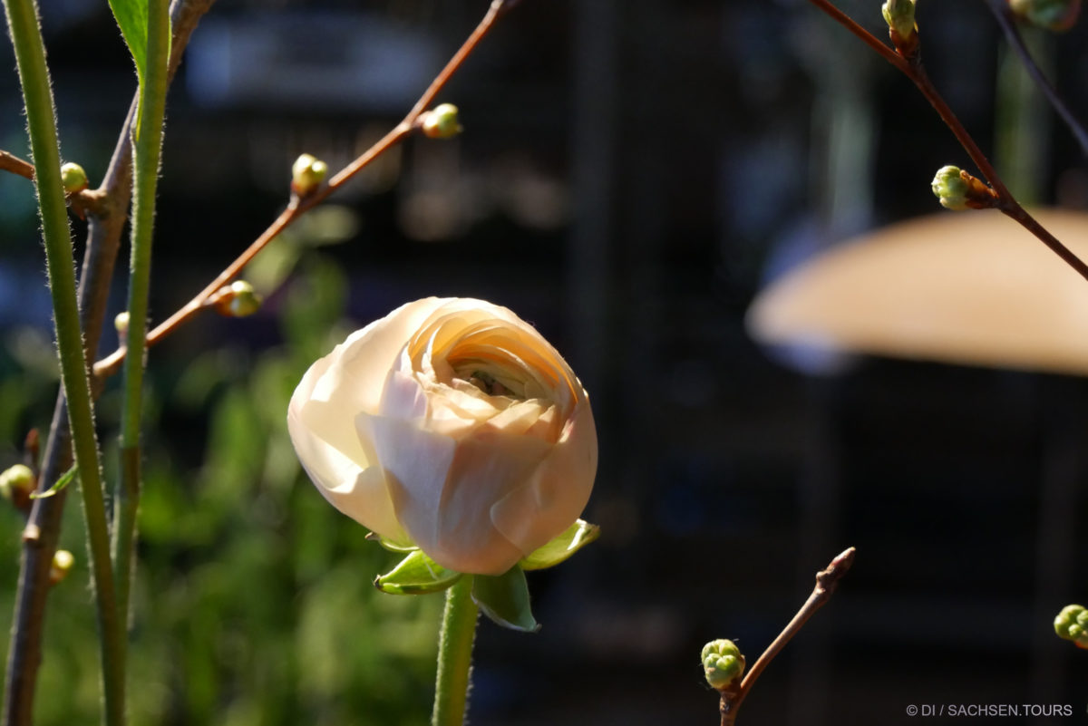 Eine Nahaufnahme einer blass pfirsichfarbenen Blütenknospe, umgeben von dünnen Zweigen und kleinen grünen Knospen, fängt die zarte Schönheit des Dresdner Frühlings vor einem sanft verschwommenen Hintergrund ein.