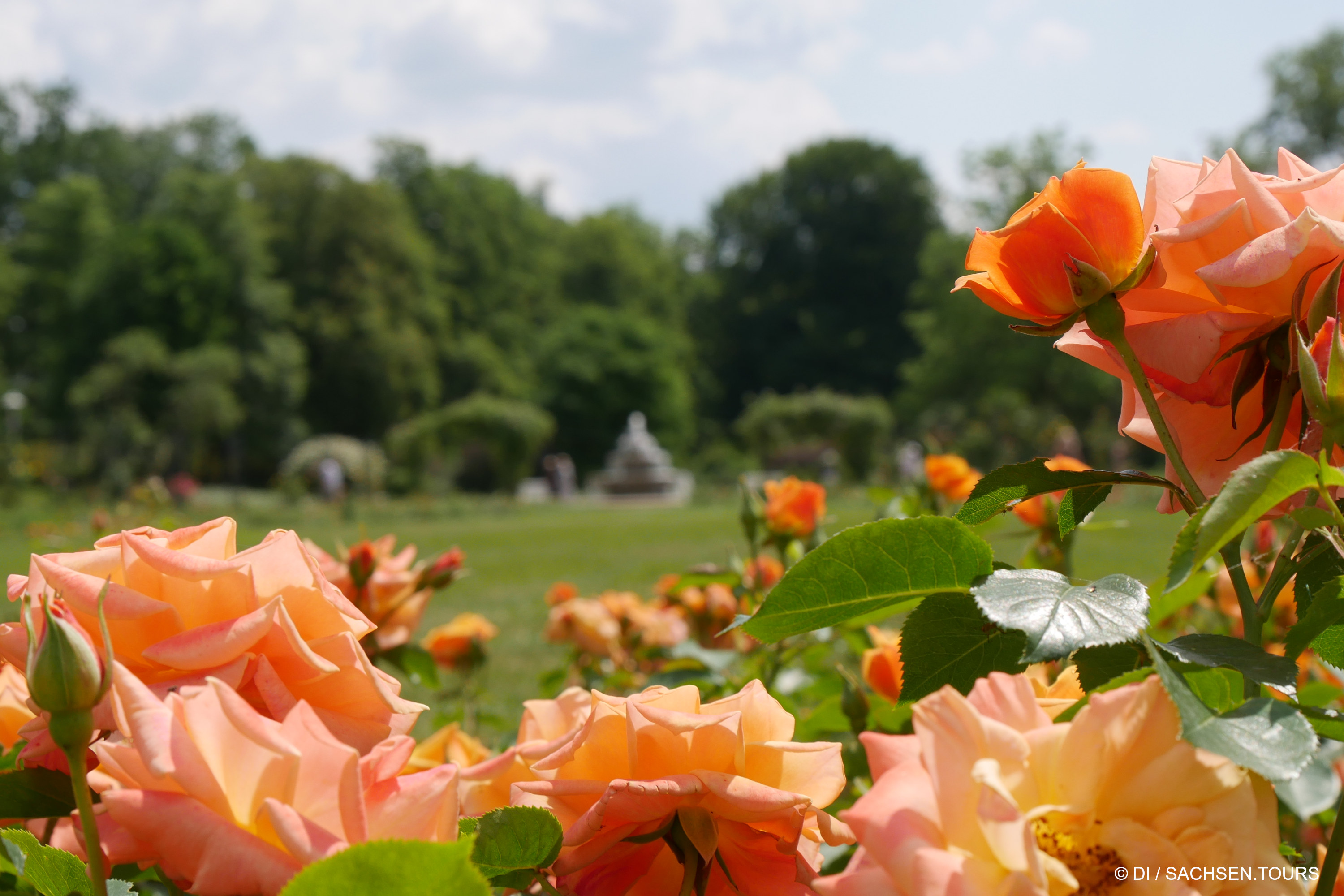 Rosenpark Ostdeutscher Rosengarten