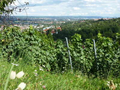 Weinbaugemeinschaft Cossebaude-Merbitz