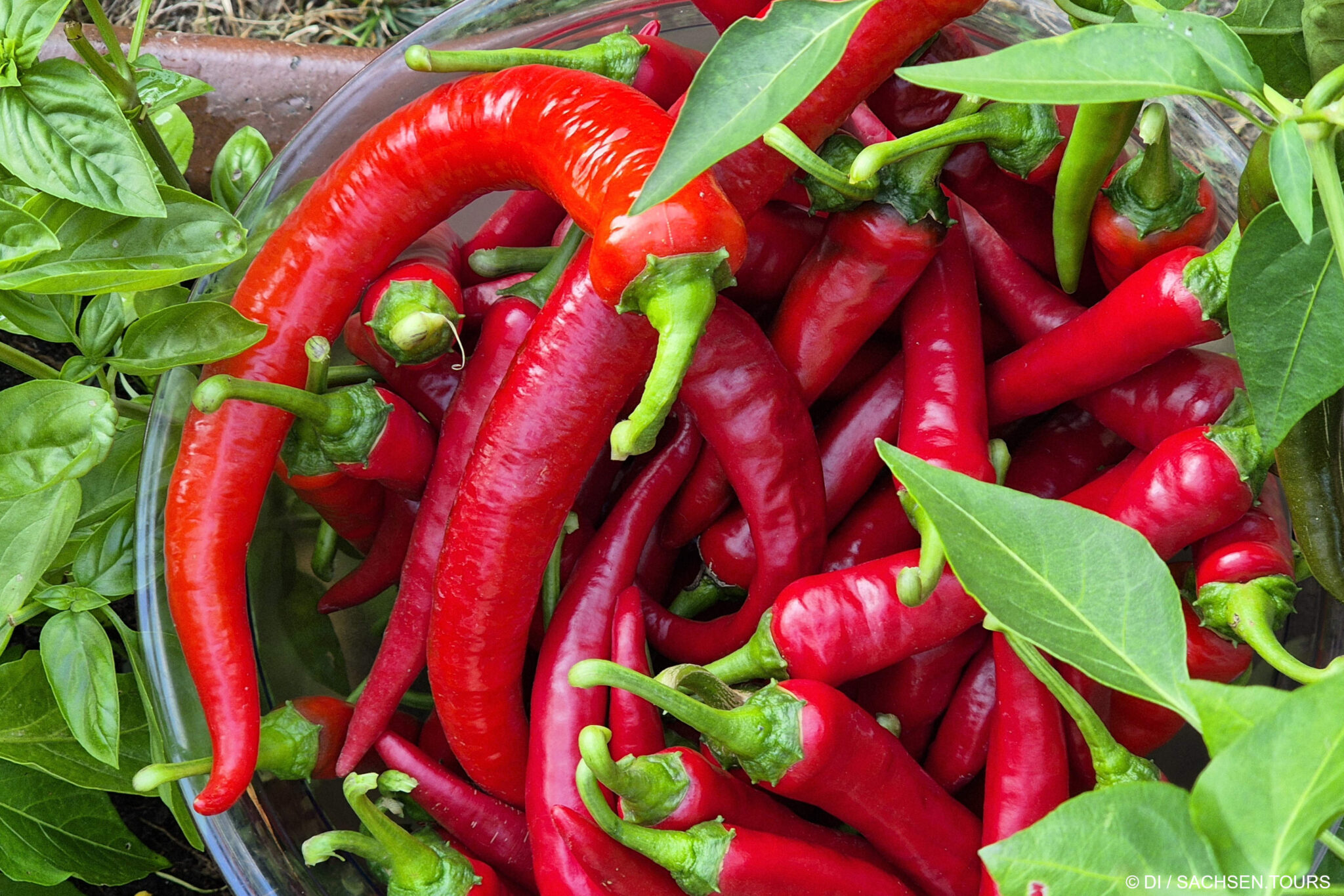 Quarktaschen - nach Omas Rezept » SACHSEN.TOURS