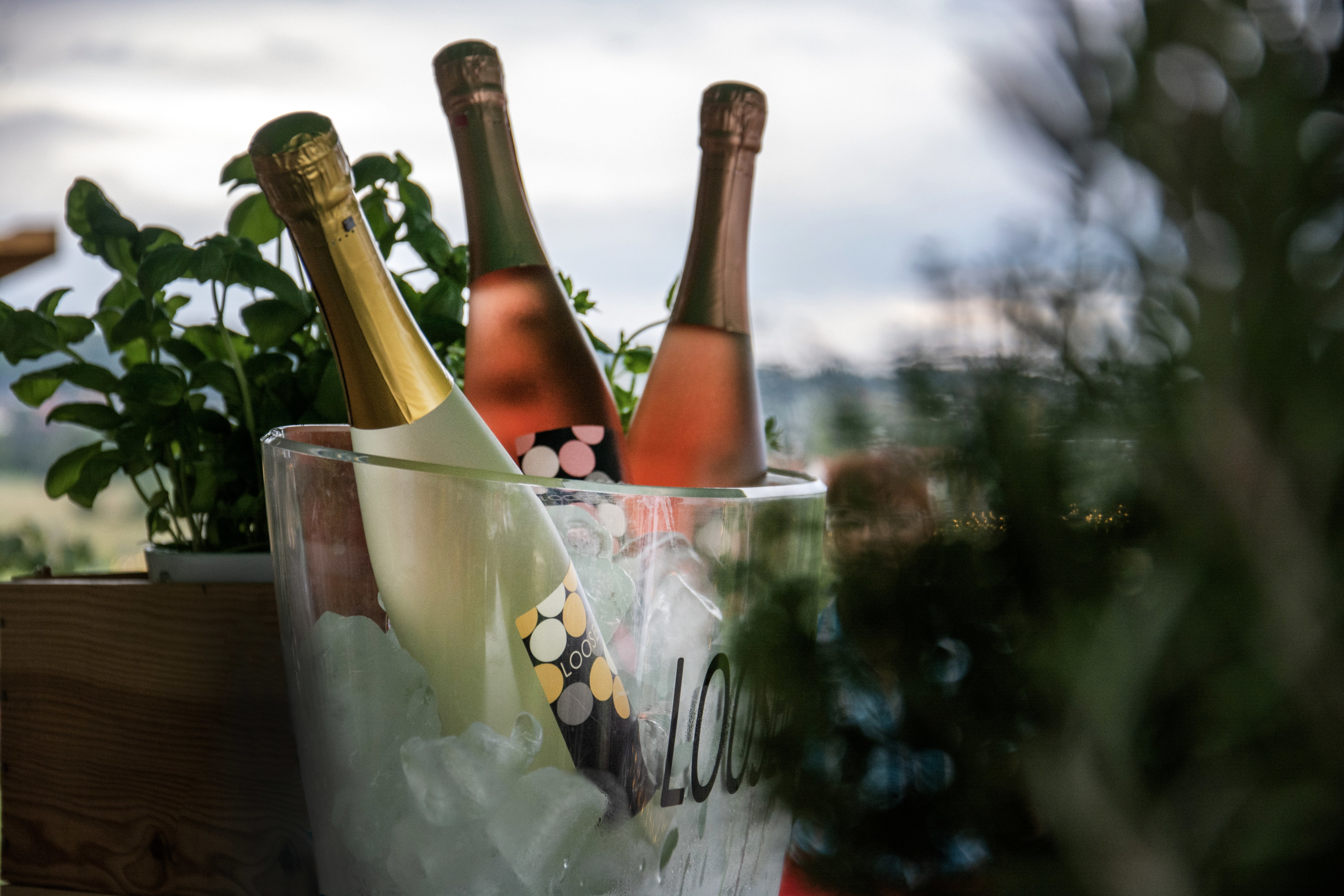 Loose Wein im Weinberg
