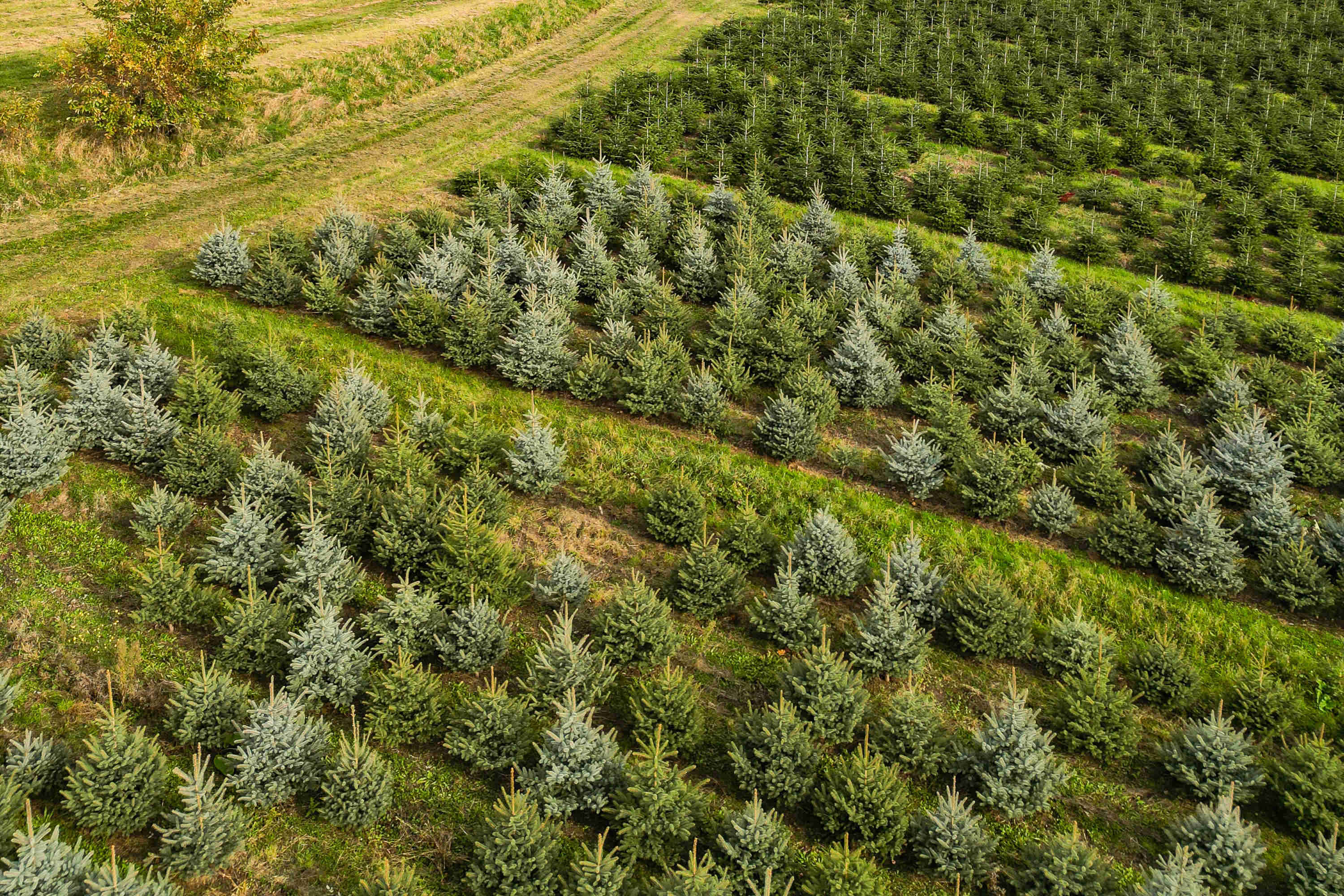 Luftaufnahme von Reihen junger immergrüner Bäume, die in ordentlichen Abschnitten auf einer Plantage in Pesterwitz wachsen, perfekt für den Weihnachtsbaumverkauf, umgeben von grasbewachsenen Wegen und offenen Feldern.