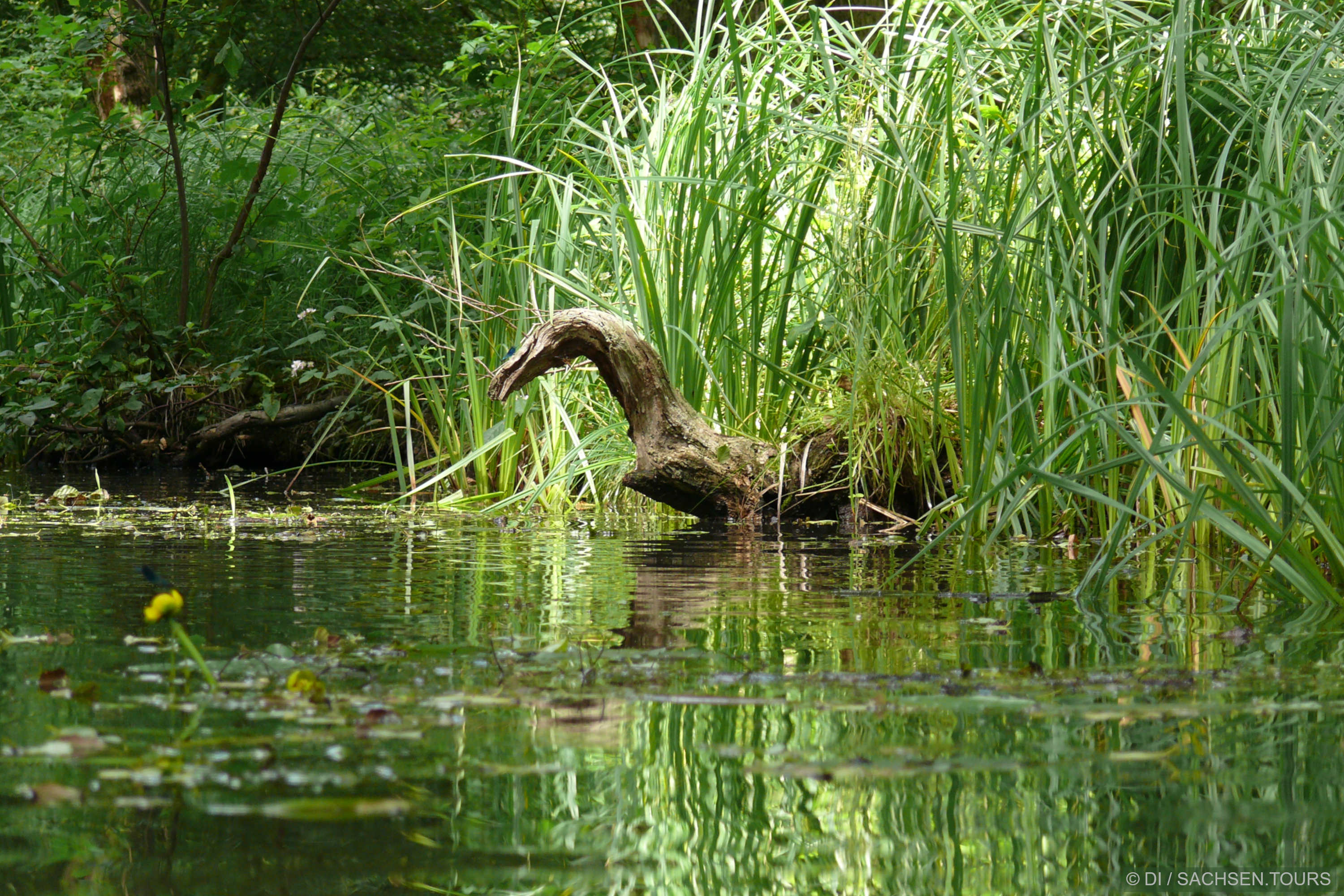 An einem Fließ im Spreewald bei Lübbenau, umgeben von hohem grünen Gras und Schilf, ist ein verwitterter Baumstumpf zu sehen, der wie ein Vogel oder ein Tier aus dem Wasser ragt. In der Oberfläche spiegelt sich das üppige Grün.