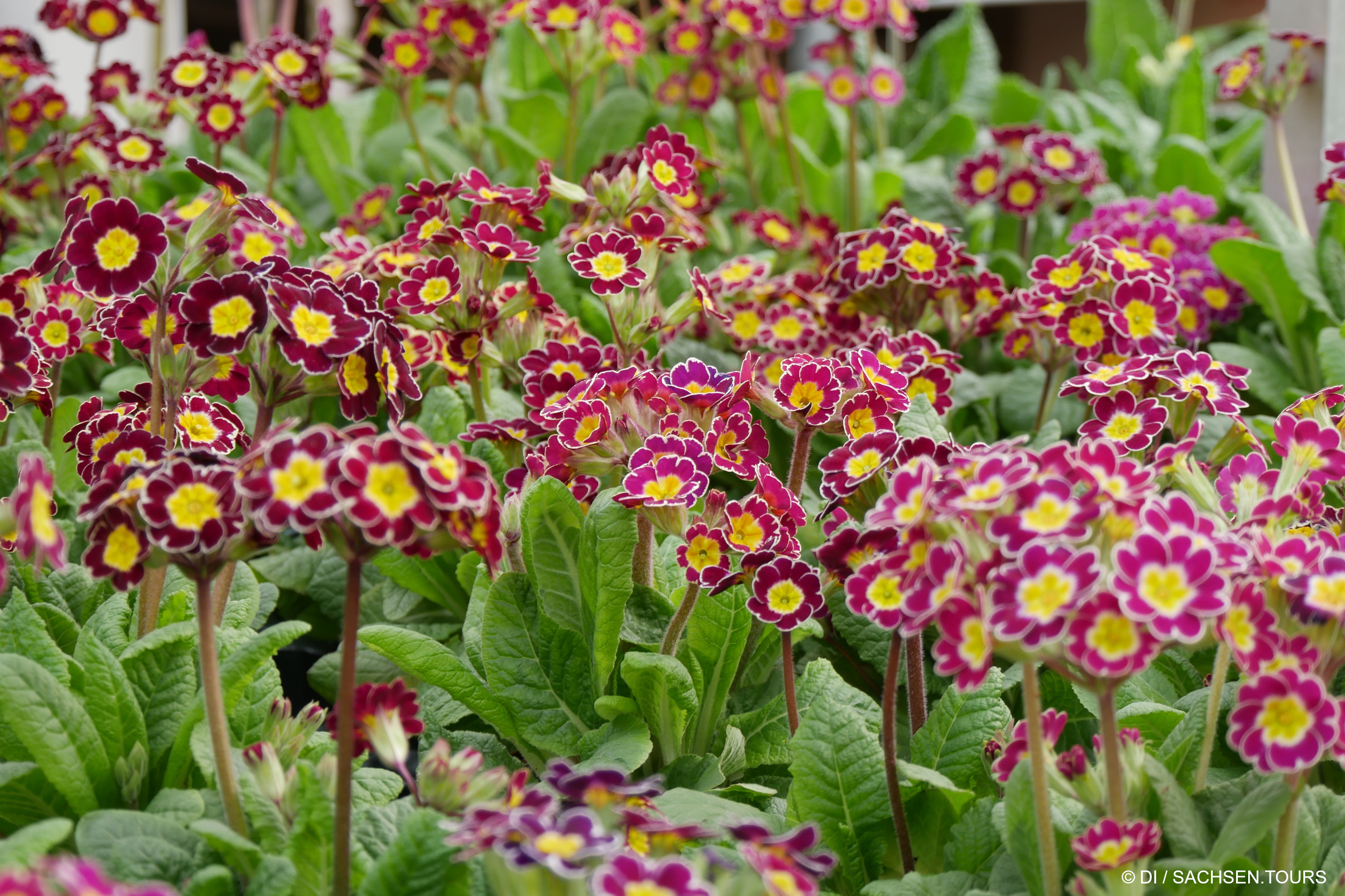 Eine leuchtende Ansammlung von blühenden Primelblüten mit tiefrosa Blütenblättern mit gelben Rändern und weißen Zentren, umgeben von üppigen grünen Blättern, bringt den Charme einer Gärtnerei in jeden Garten.
