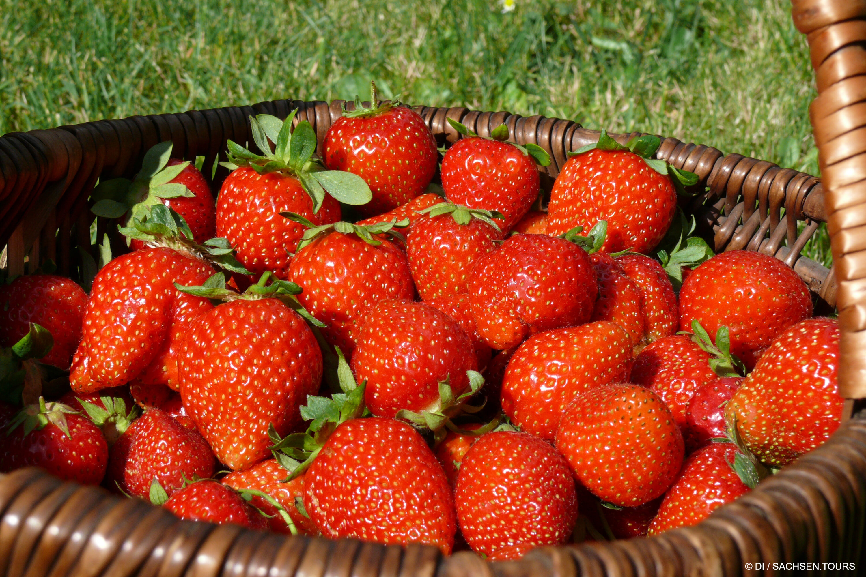 Ein geflochtener Korb, gefüllt mit frischen, reifen, roten Sachsen-Erdbeeren mit grünen Blättern, steht im hellen Sonnenlicht im Gras.