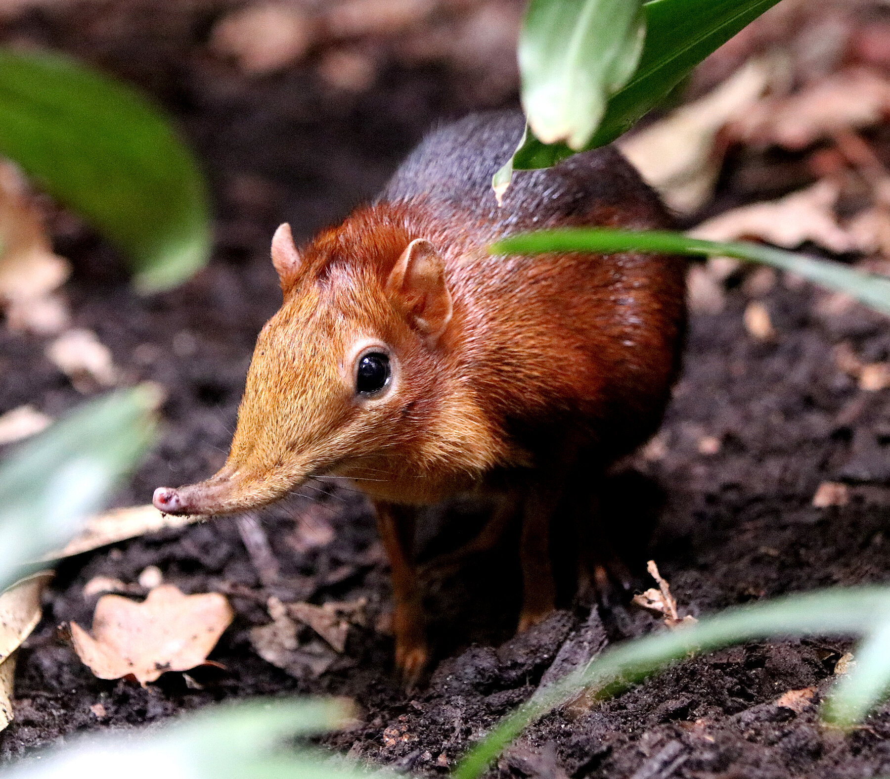 Eine rötlich-braunes Rotschulter-Rüsselhündchen mit einer langen, spitzen Schnauze steht auf dunklem Boden, umgeben von grünen Blättern und verstreutem trockenen Laub, und schafft eine wahrhaft tierische Szene, die perfekt für einen Naturspaziergang über Pfingsten ist.