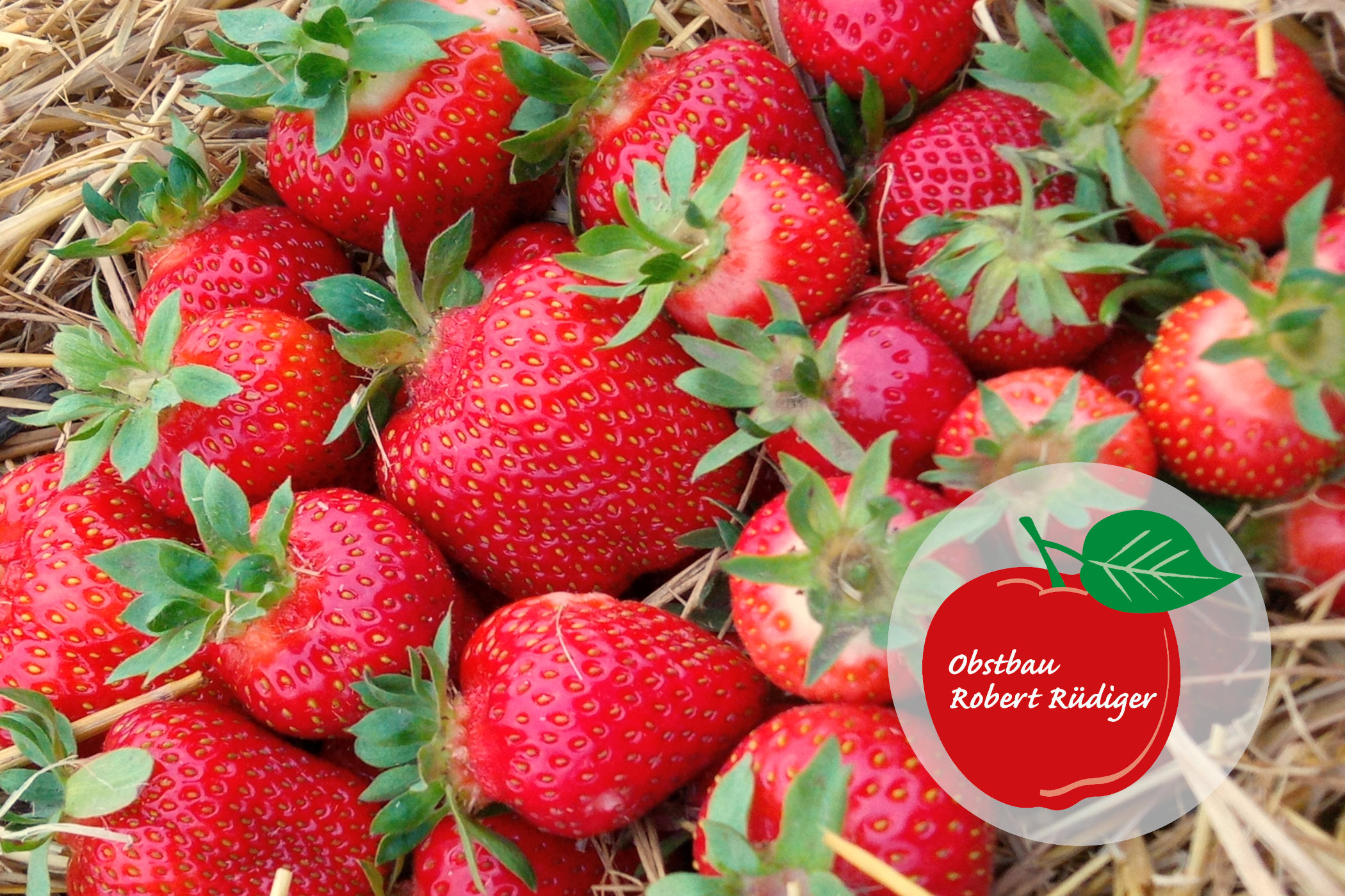 Frische und reife Erdbeeren mit grünen Blättern ruht auf Stroh - perfekt für Erdbeeren pflücken. In der rechten unteren Ecke befindet sich ein kreisförmiges Logo mit einem roten Apfel und dem Text "Obstbau Robert Ridiger".
