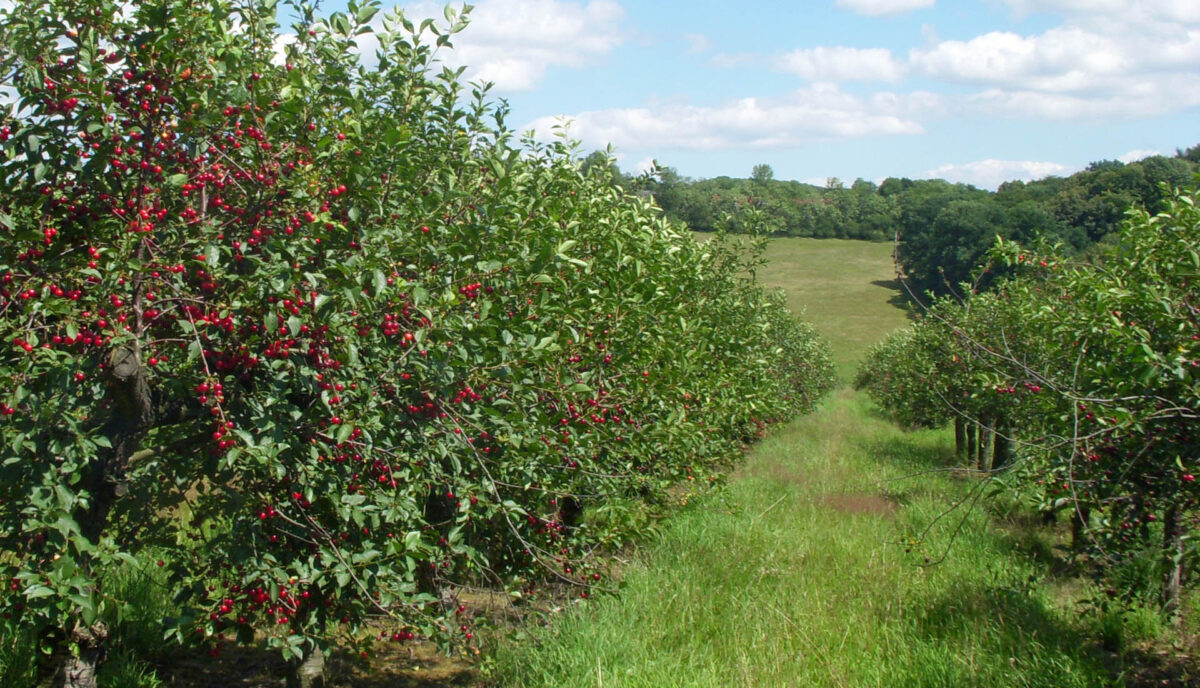 Reihen von Kirschbäumen, die voller roter Sauerkirschen hängen, wachsen in einem grasbewachsenen Obstgarten unter einem blauen Himmel mit vereinzelten Wolken, umgeben von einem grünen Feld und Bäumen in der Ferne – ideal für Selbstpflück-Fans.
