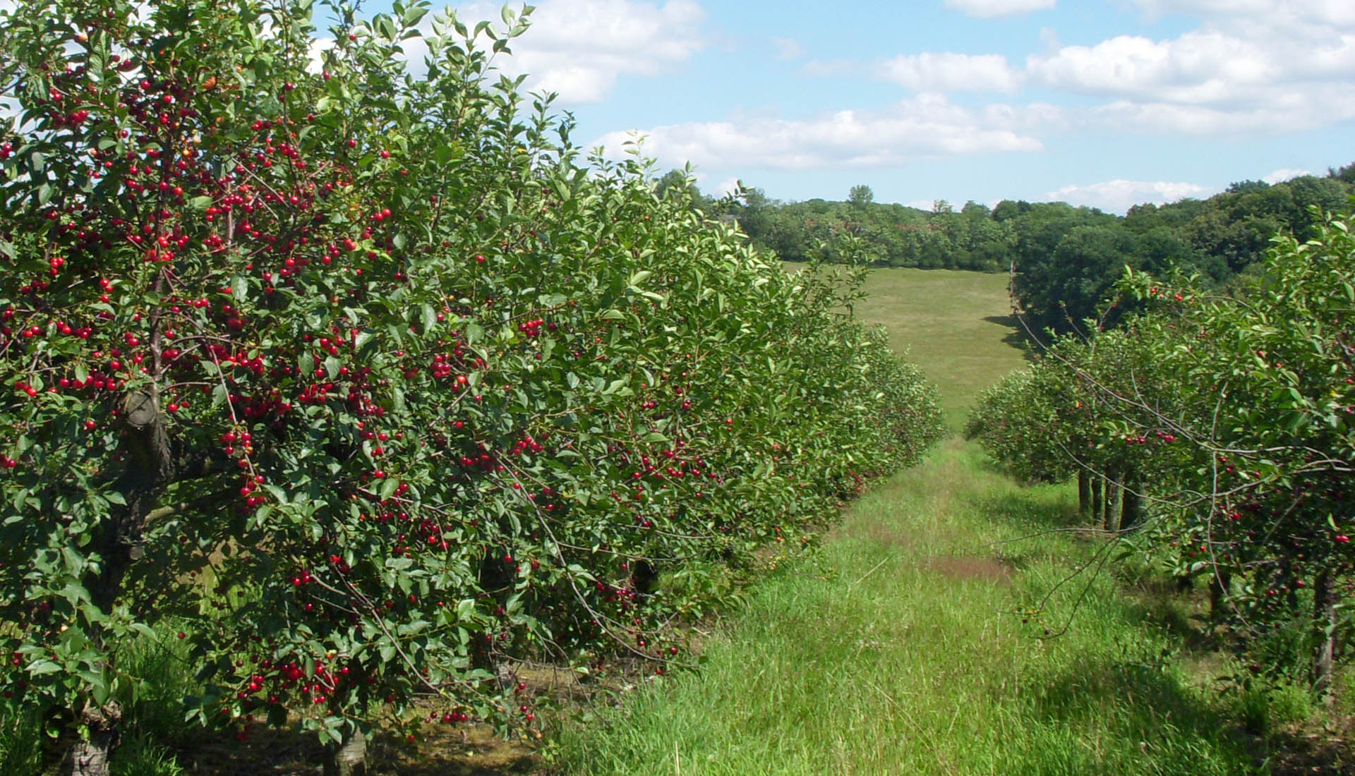 Reihen von Kirschbäumen, die voller roter Sauerkirschen hängen, wachsen in einem grasbewachsenen Obstgarten unter einem blauen Himmel mit vereinzelten Wolken, umgeben von einem grünen Feld und Bäumen in der Ferne – ideal für Selbstpflück-Fans.