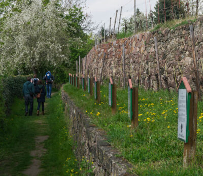 Drei Personen gehen auf dem Radebeuler Weinlehrpfad einen schmalen Grasweg entlang und kommen an einer steinernen Stützmauer vorbei, an der kleine Informationstafeln angebracht sind.