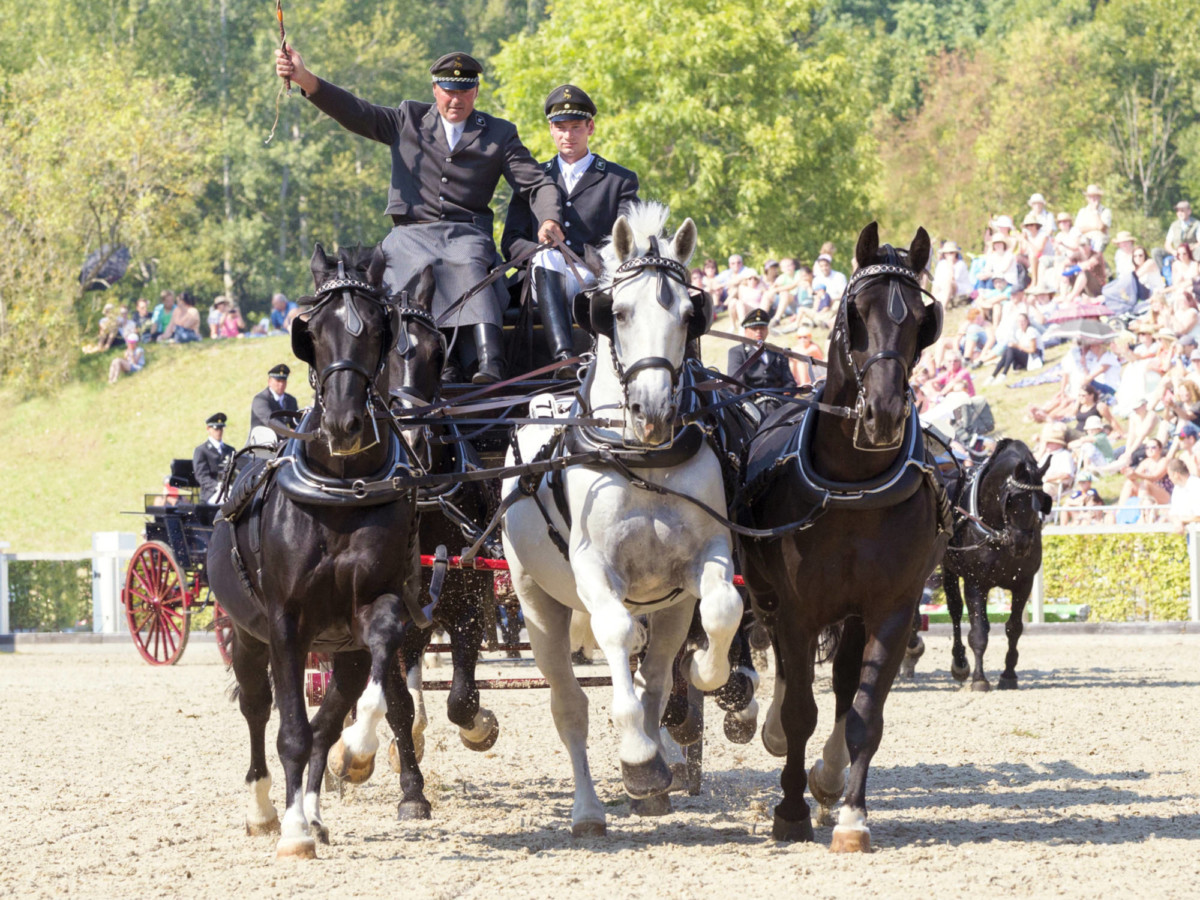 Kalender Hengstparade Moritzburg 