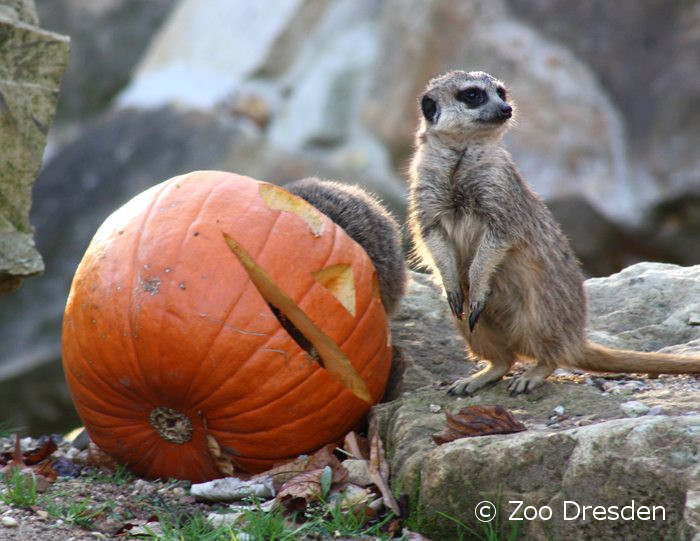 Halloween im Dresdner Zoo » SACHSEN.TOURS