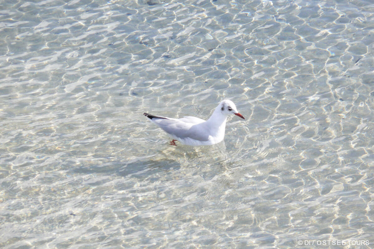 Möwe auf der Ostsee